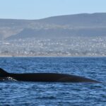 La ballena Sei, una especie amenazada que llega de a miles a Chubut para alimentarse
